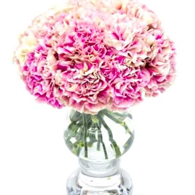 Fortnightly Flower Delivery - Pink Mottled Carnations