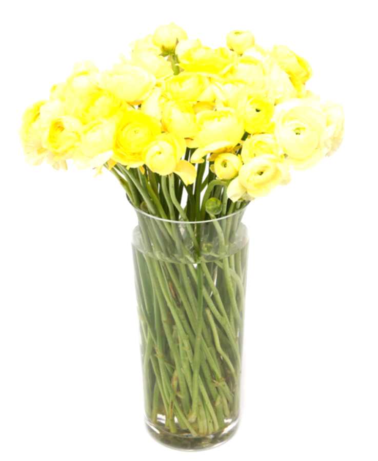 Ranunculus - Yellow