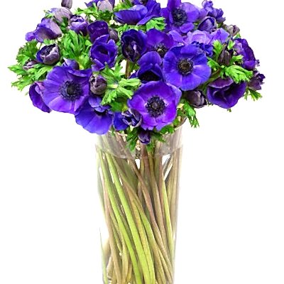 Subscription Flower Delivery - Blue Anemones Flowers Delivered