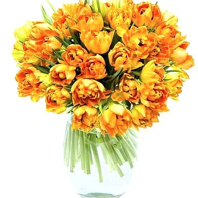 Double Orange Tulips for the Home or Office