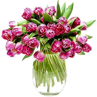 Double Pink & Cream Tulips for the Home or Office