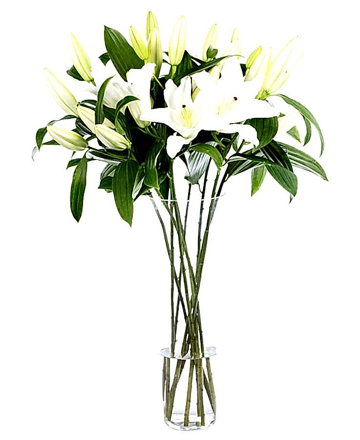 White Oriental Lilies