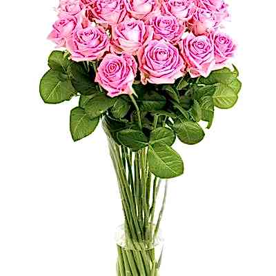 Weekly Flower Delivery –Roses - Long Stemmed - Pink