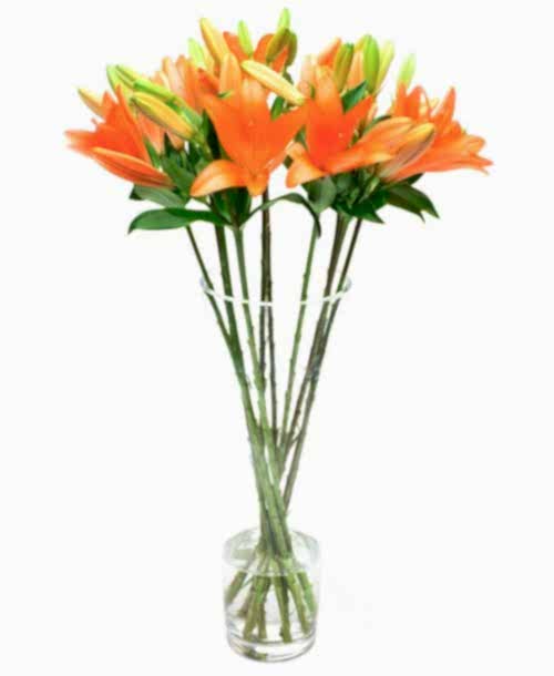 Asiatic Lilies - Orange