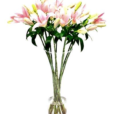 Asiatic Lilies - Pink