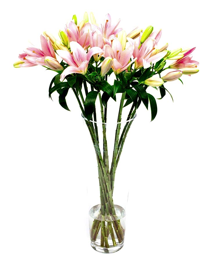 Asiatic Lilies - Pink