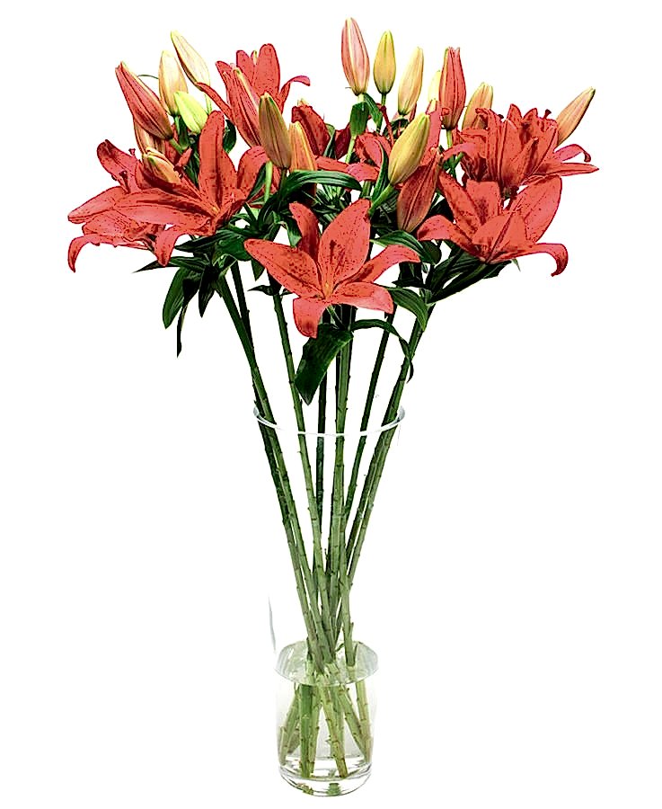 Asiatic Lilies - Red