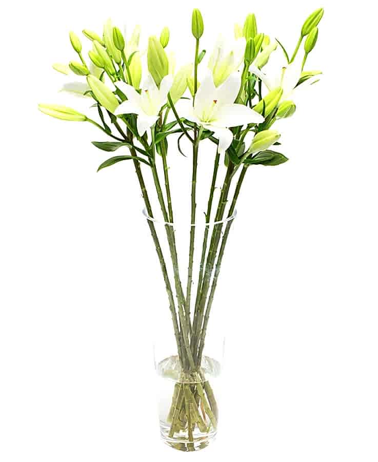Asiatic Lilies - White