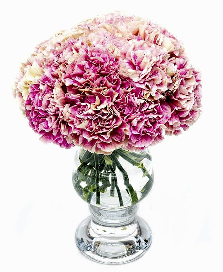 Carnations - Mottled Pink