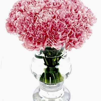Carnations - Pink