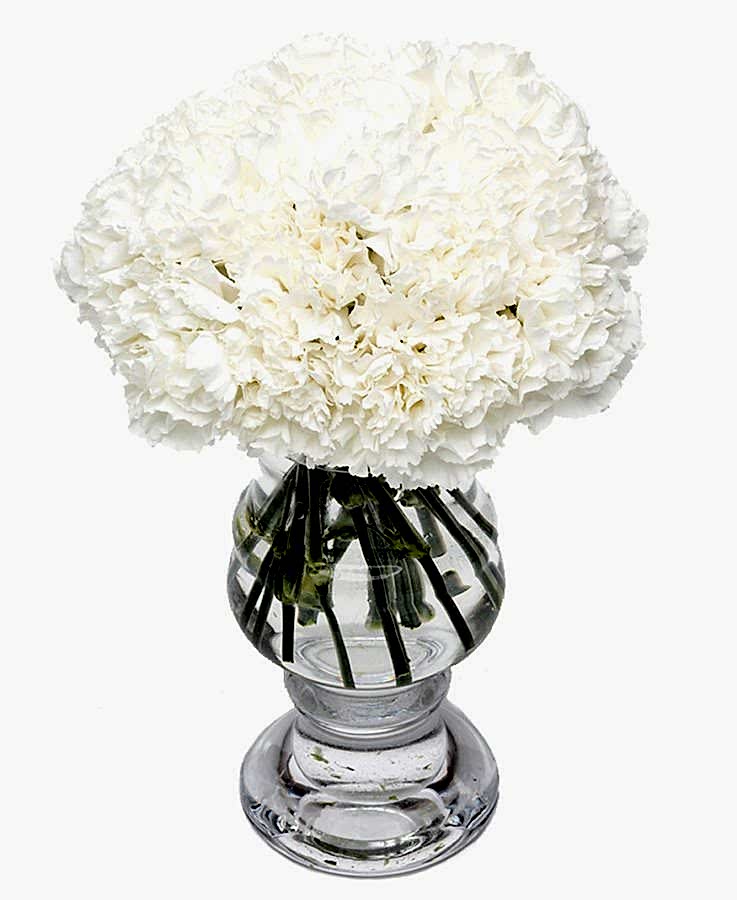 Carnations - White