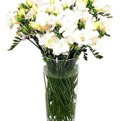 Freesias - Cream