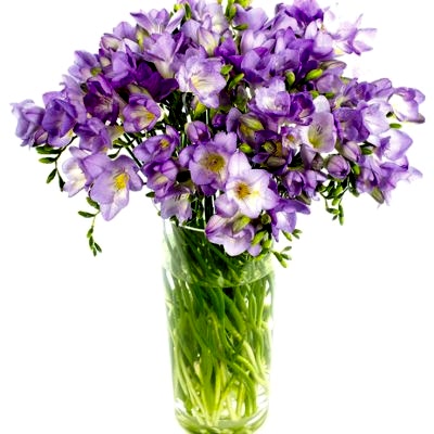 Freesias - Lilac