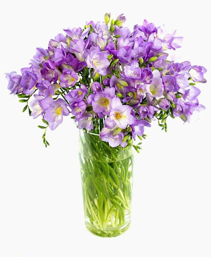 Freesias - Lilac