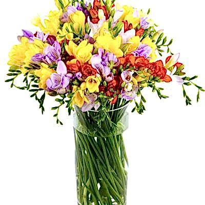 Freesias - Mixed