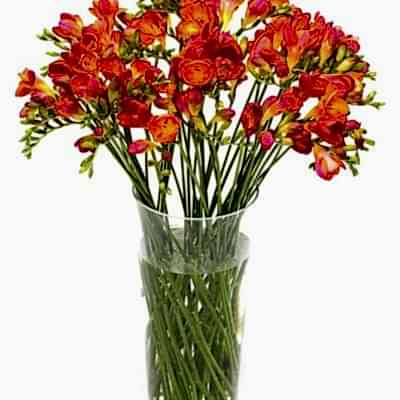 Freesias - Orange