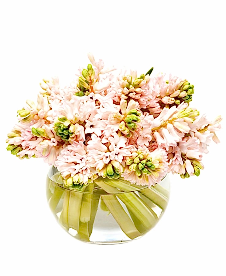 Hyacinths - Pink