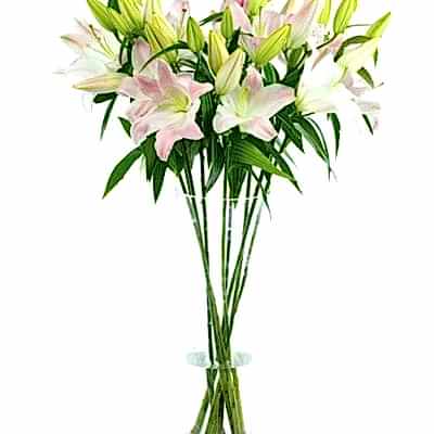Oriental Lilies - Pink