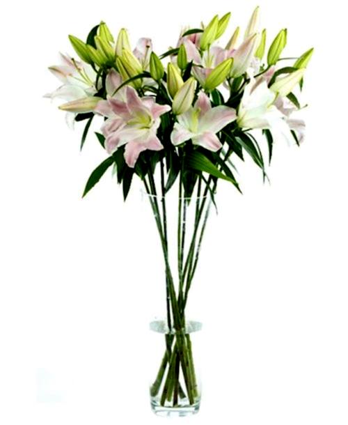 Oriental Lilies - Pink
