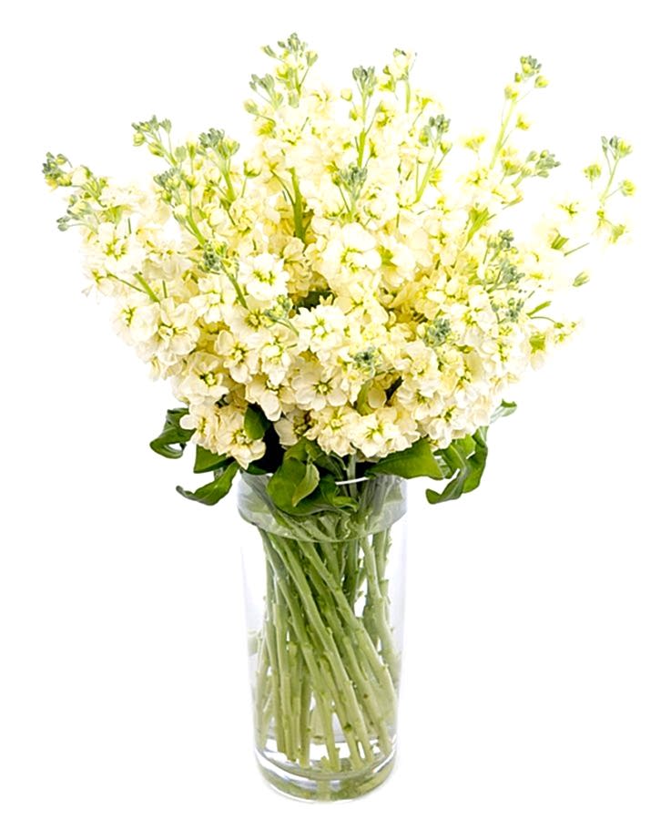 Stocks - Cream