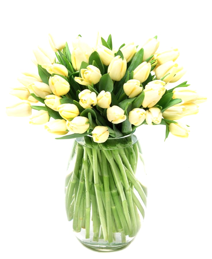 Tulips - Cream