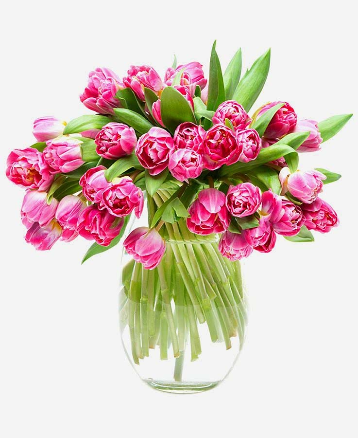 Tulips - Double - Pink and Cream
