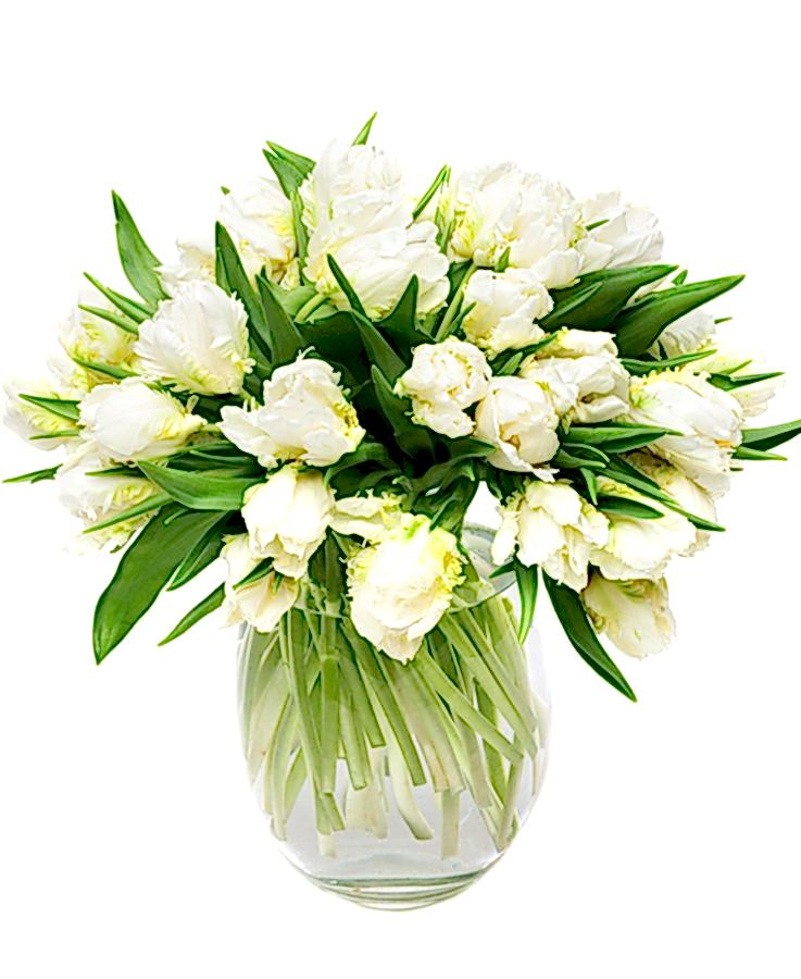 Tulips - Double - White and Green