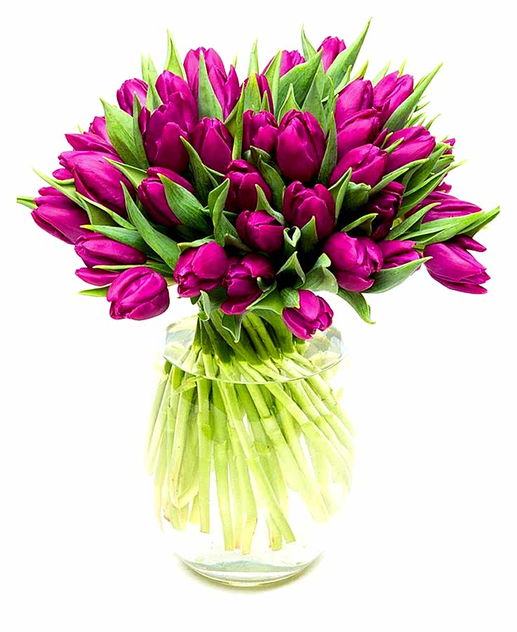 Tulips - Purple