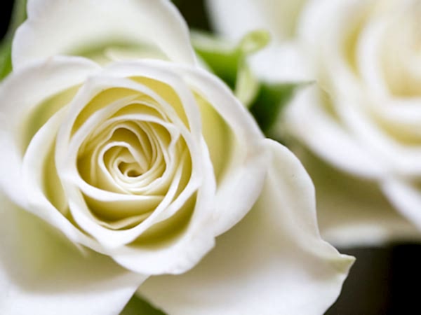 Sympathy Roses Sympathy Flowers