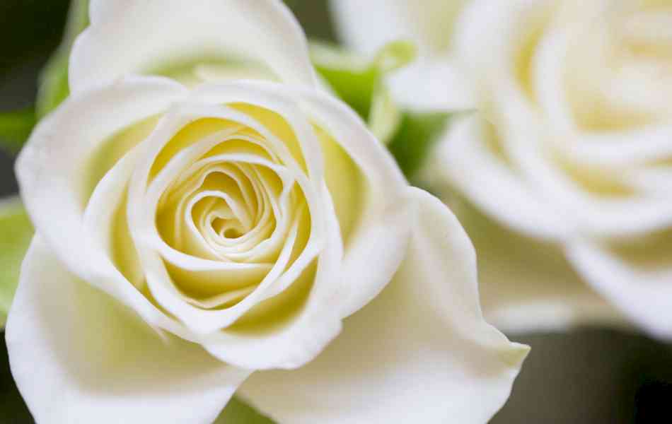 Sympathy Roses Sympathy Flowers