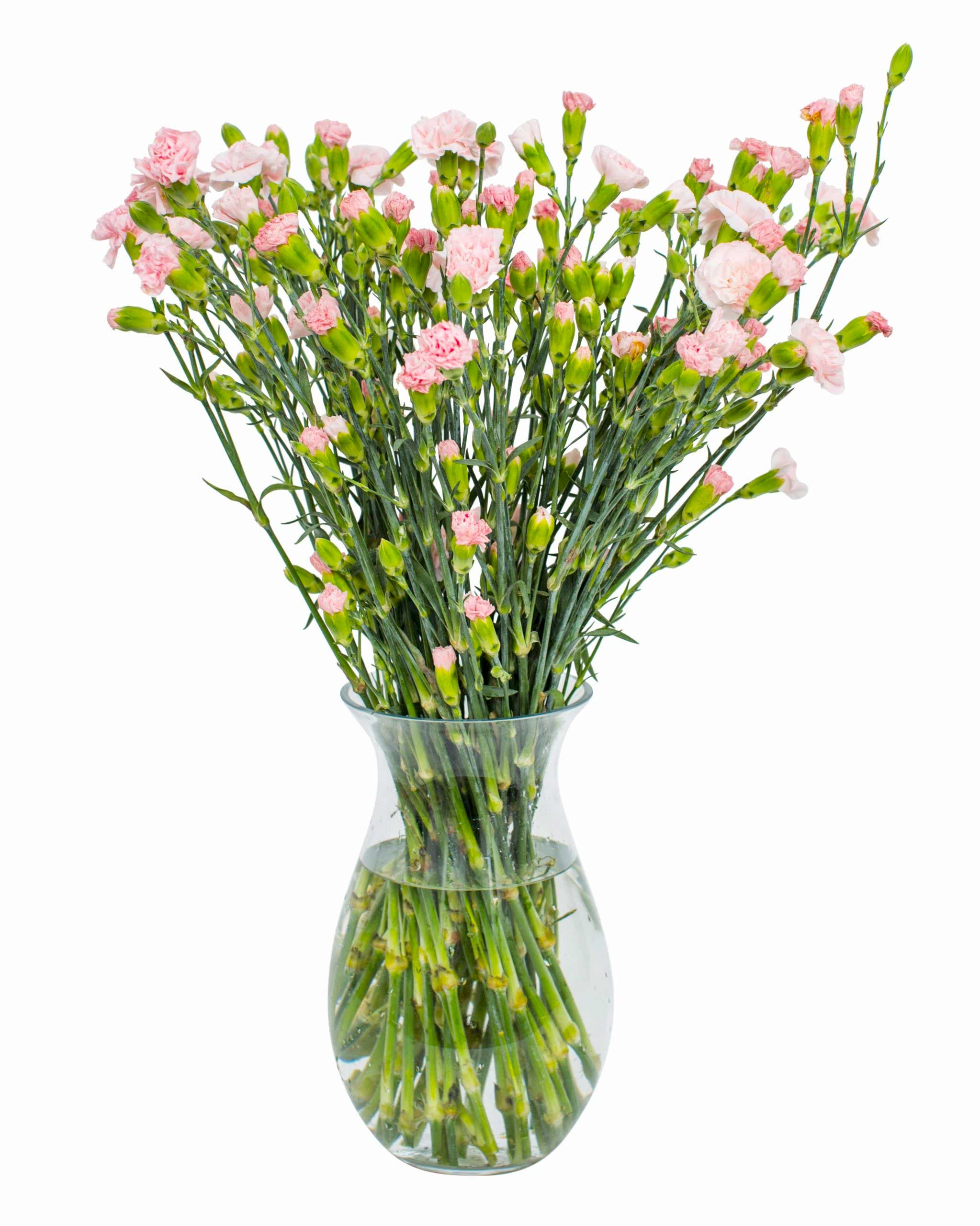 Pink Spray Carnation