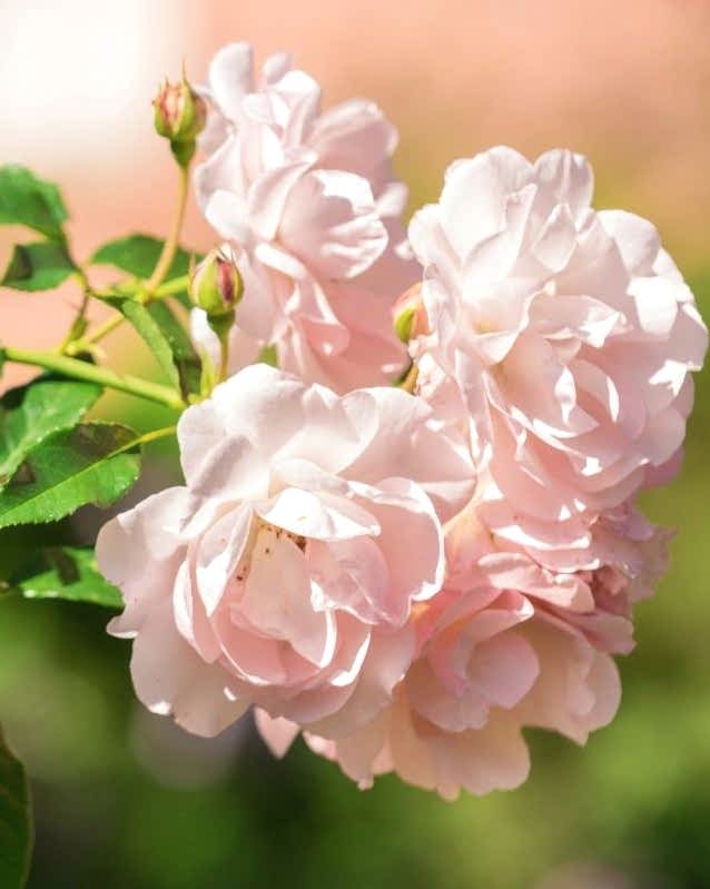 Anniversary Rose Bush