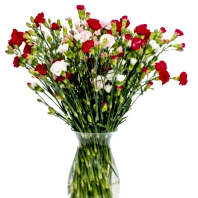 Spray Carnation