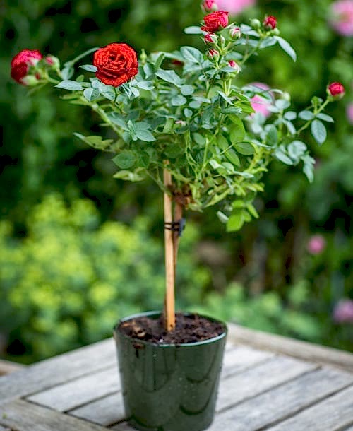 10-8 - Anniversary Rose Bush Red