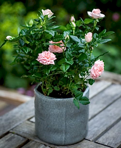 10 - 8 - Pink Rose Bush