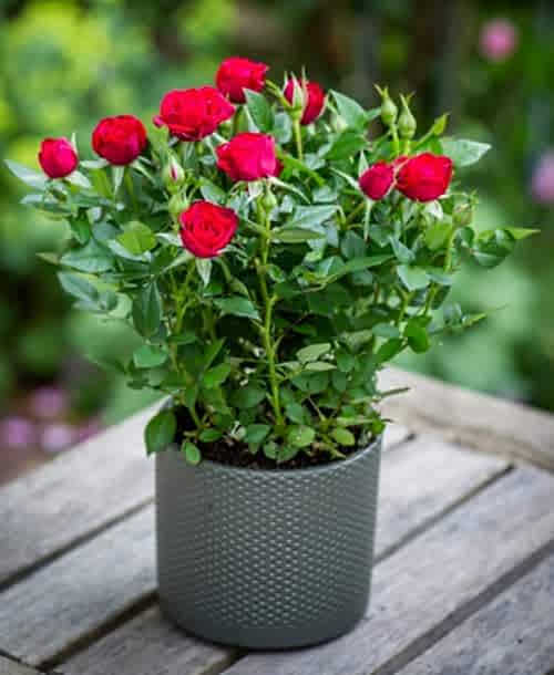 Red Rose Bush