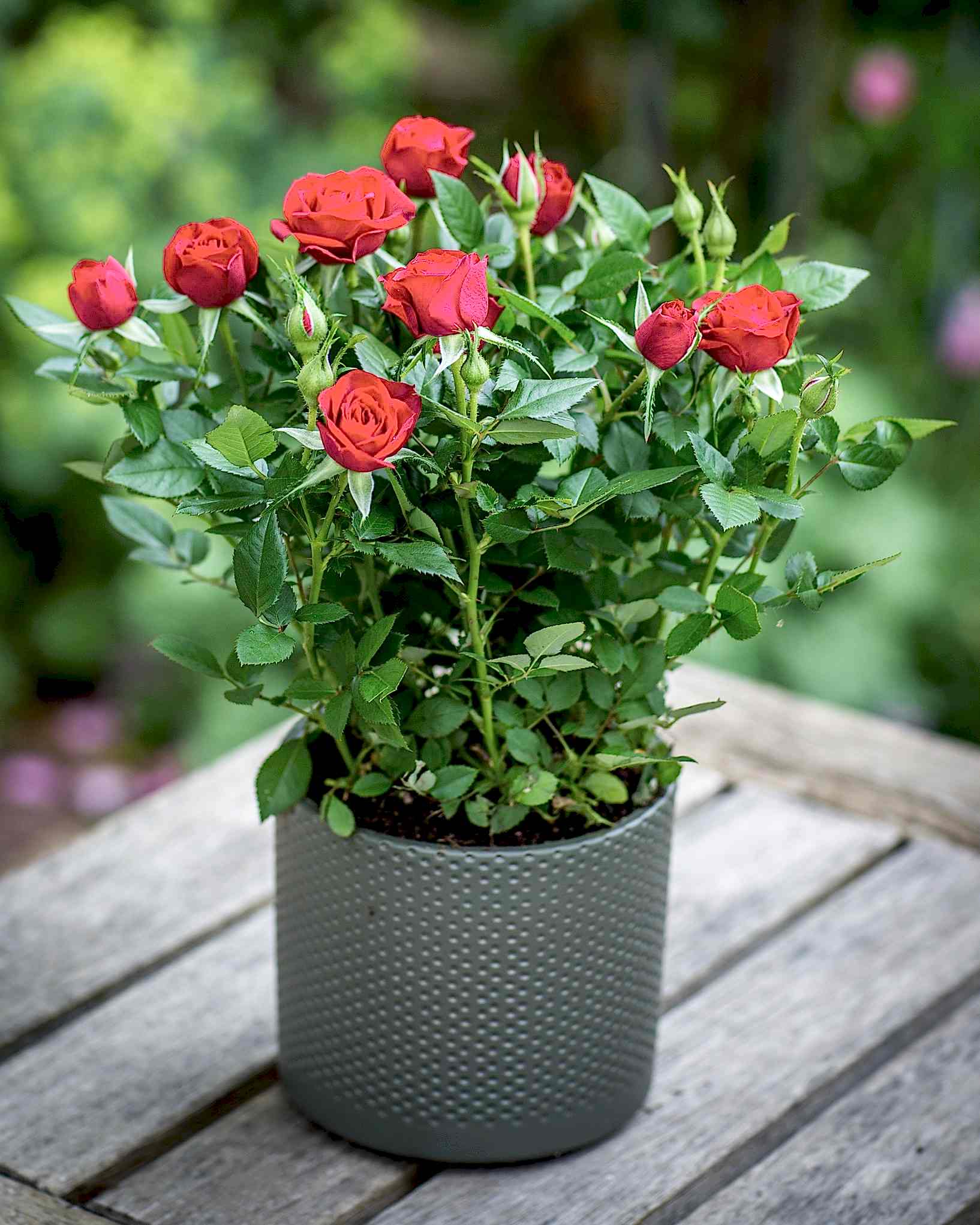 Red Rose Bush