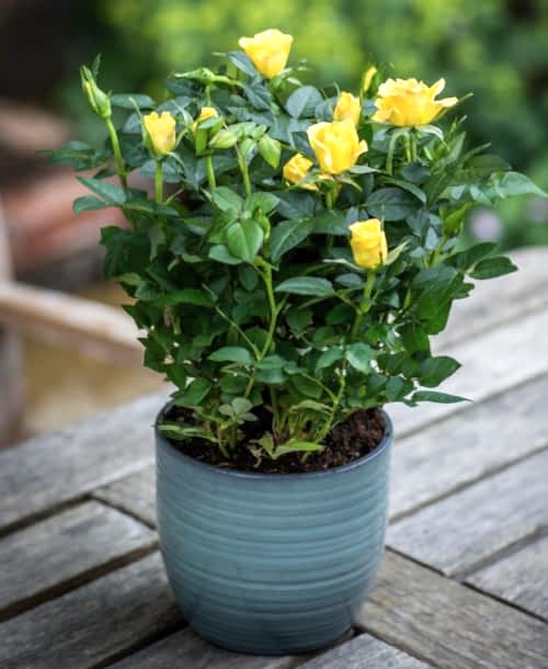 10 - 8 - Yellow Rose Bush