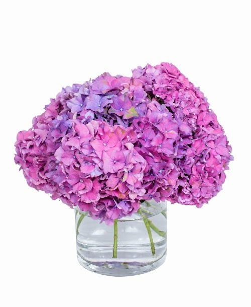 Hydrangea---Ansta-Rose-compressor (1)
