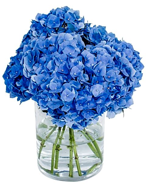 Hydrangea - Bela Blue