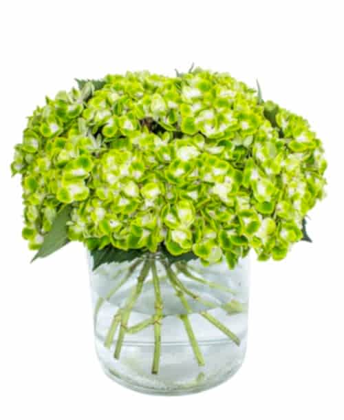 Hydrangea---Emerald-Cloud-compressor (1)