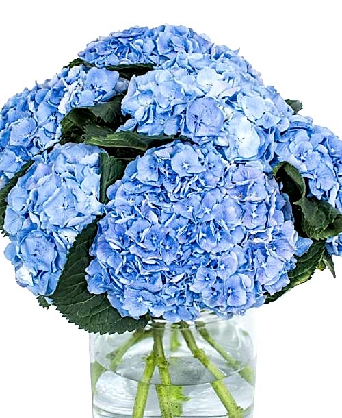 Hydrangea - Margarita Blue