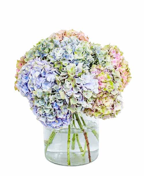 Hydrangea---My-Minerva-compressor