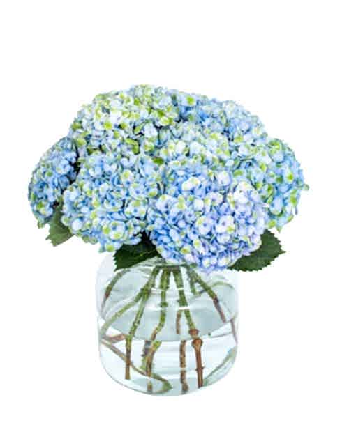 Hydrangea---Revolution-Blue-compressor