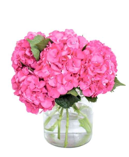 Hydrangea---Rodeo-Red-compressor
