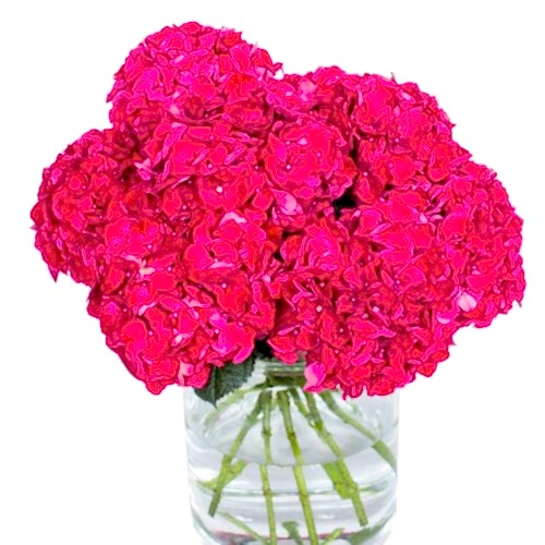 Hydrangea---Ruby-Red-compressor