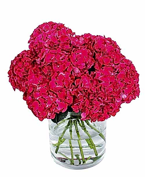 Hydrangea---Ruby-Red-compressor