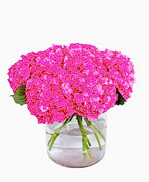 Hydrangea---Sibilla-Red-compressor
