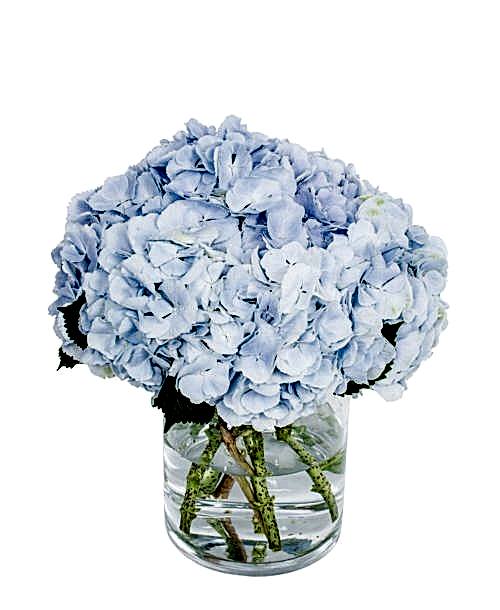 Hydrangea---Verena-Blue-compressor
