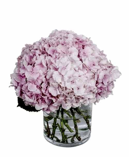 Hydrangea---Verena-Light-Pink-compressor